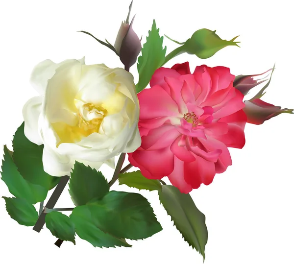 粉色和白色的蔷薇花束在白色的上面 — 图库矢量图片