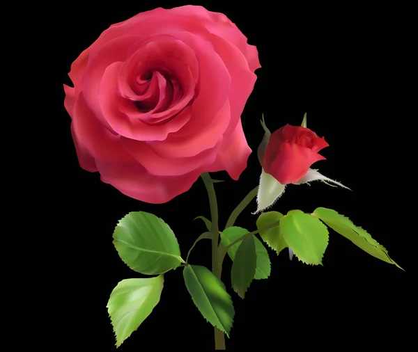 Czerwona róża i pączek na czarno — Wektor stockowy