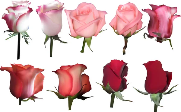 Neuf fleurs de roses semi-ouvertes sur blanc — Image vectorielle