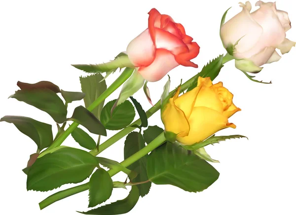 Sekelompok tiga warna mawar terisolasi pada putih - Stok Vektor