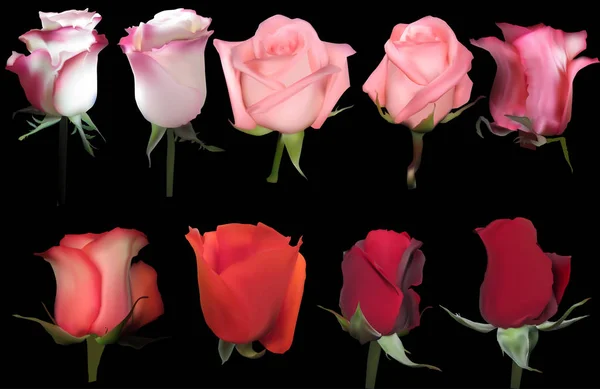 Nueve flores de rosas aisladas en negro — Vector de stock