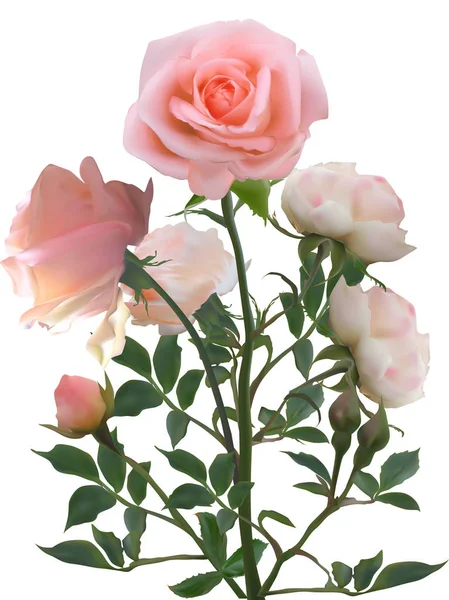 一束浅粉色的玫瑰花蕾和花朵 — 图库矢量图片