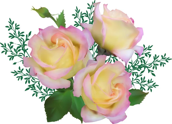 Three large light cream roses on white — Stock Vector