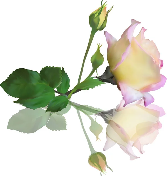 Flor de rosa claro con hojas verdes y reflexión — Vector de stock