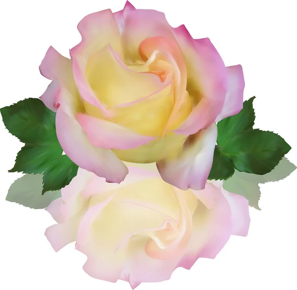 Ανοιχτό ροζ απομονωμένο μονό τριαντάφυλλο με αντανάκλαση — Διανυσματικό Αρχείο