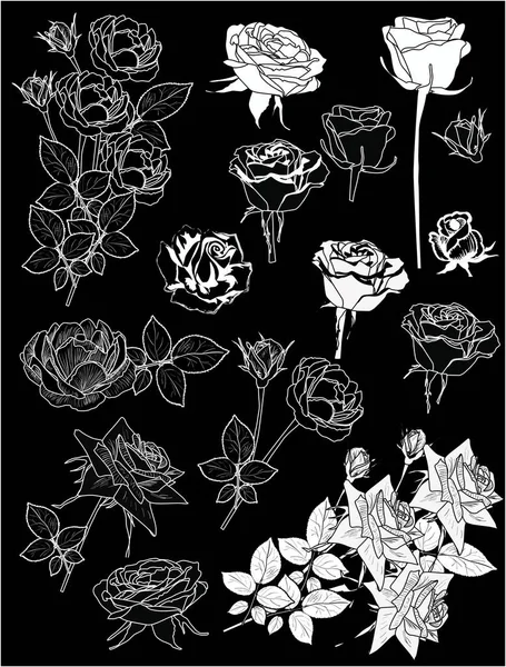 Patnáct růží bílých izolovaných náčrtků — Stockový vektor