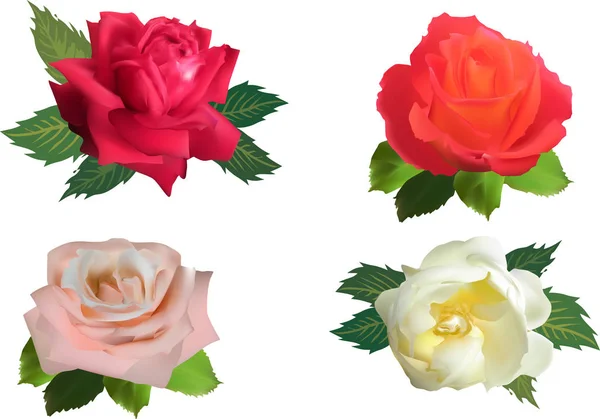 Four rose blooms with small green leaves — Stock Vector