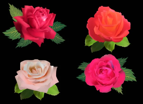 Cuatro brillantes flores de rosa aisladas sobre negro — Vector de stock