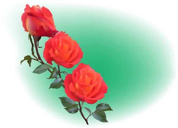 Tres rosas de color rojo brillante florece en verde — Archivo Imágenes Vectoriales