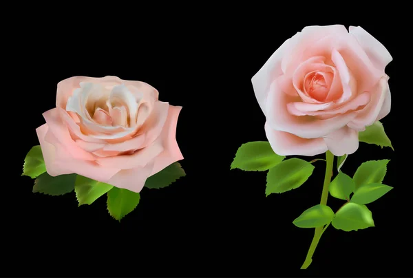 Deux roses de thé isolées sur noir — Image vectorielle