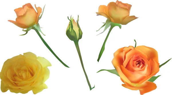 Cinque rose gialle isolate su bianco — Vettoriale Stock