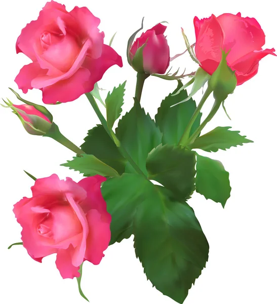 Drei rote Rosen und zwei Knospen — Stockvektor