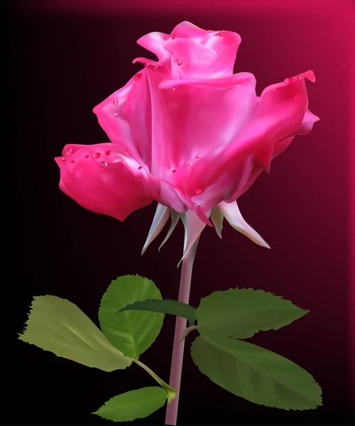 Ros rosa blomma i droppar på mörk bakgrund — Stock vektor