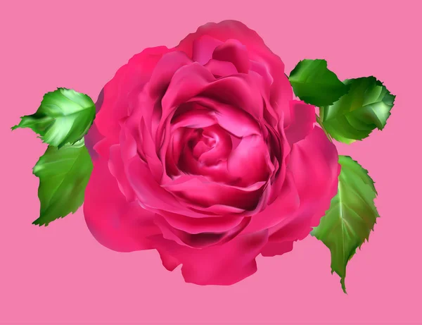 Rose vif isolé sur fond rose — Image vectorielle