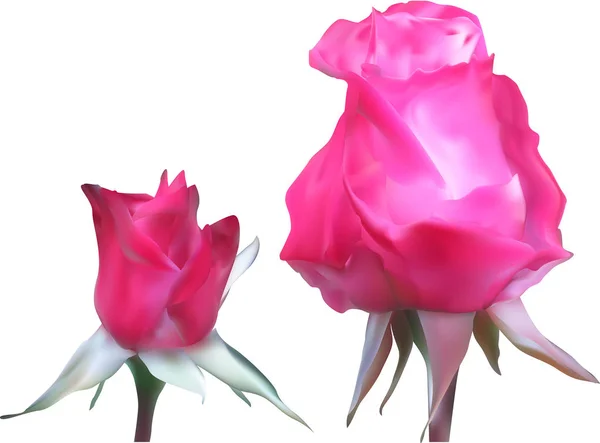 Δύο ροζ τριαντάφυλλα που απομονώνονται σε λευκό — Διανυσματικό Αρχείο