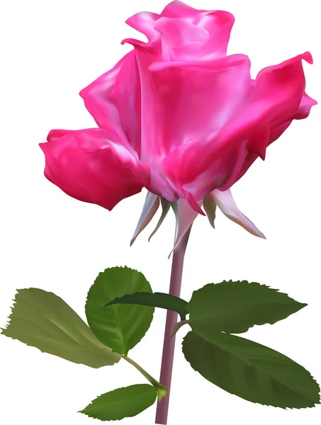 Enkele magenta Rose bloem geïsoleerd op wit — Stockvector