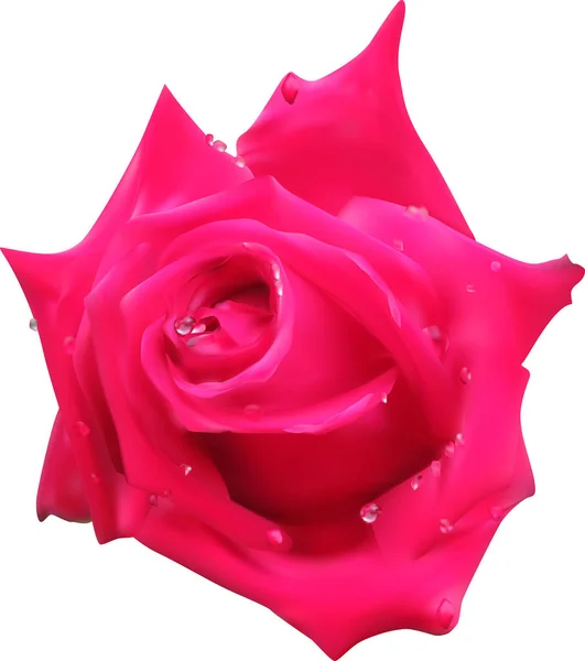 Flor de rosa brillante con pequeñas gotas — Vector de stock