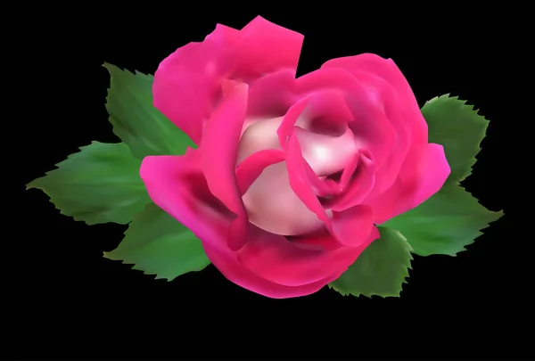Rosa singola rosa scuro e rosa chiaro in foglie verdi su nero — Vettoriale Stock