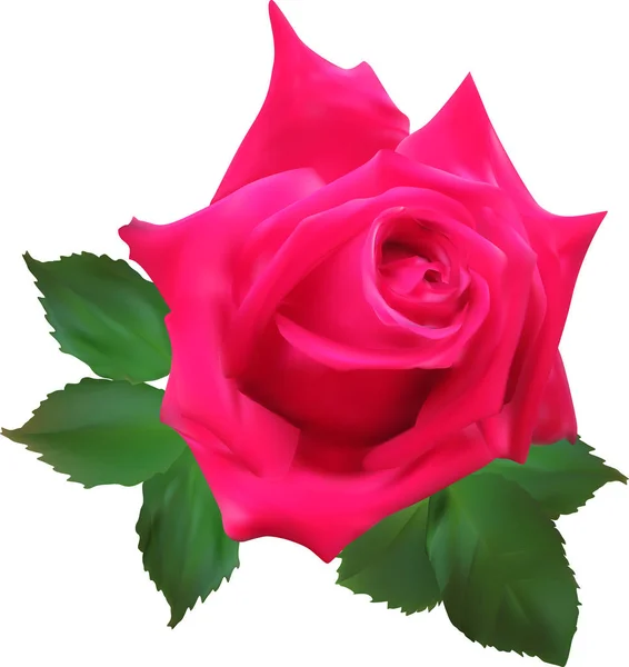 Rosa roja flor aislada sobre fondo blanco — Vector de stock