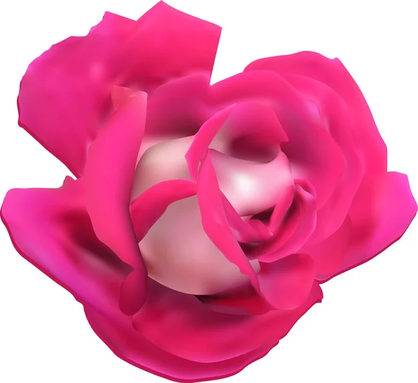 Einzeln isoliert und dunkelrosa Rosenblüte — Stockvektor