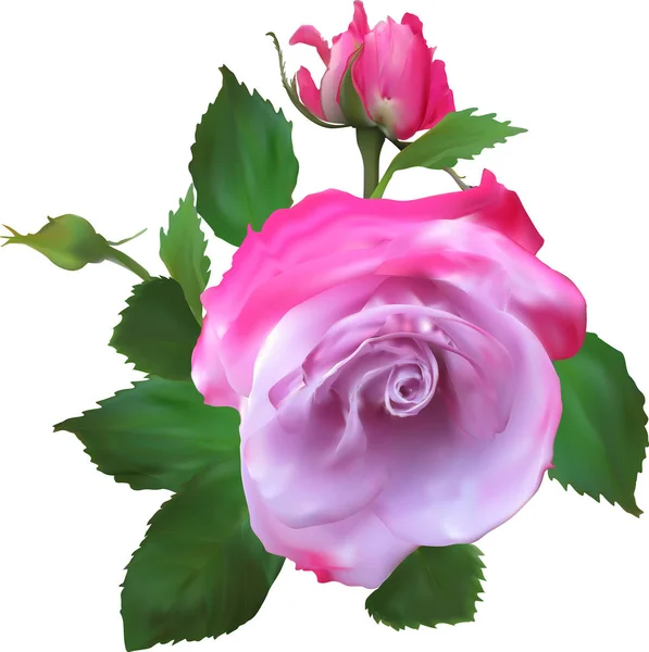 Egy rózsaszín rózsa virág és két bimbó — Stock Vector