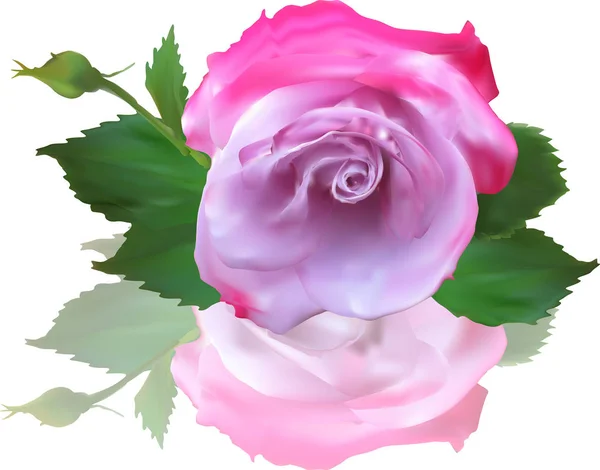 Solo rosa flor y brote con reflejo — Vector de stock