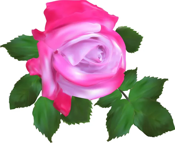 Single απομονωμένο φωτεινό ροζ τριαντάφυλλο — Διανυσματικό Αρχείο