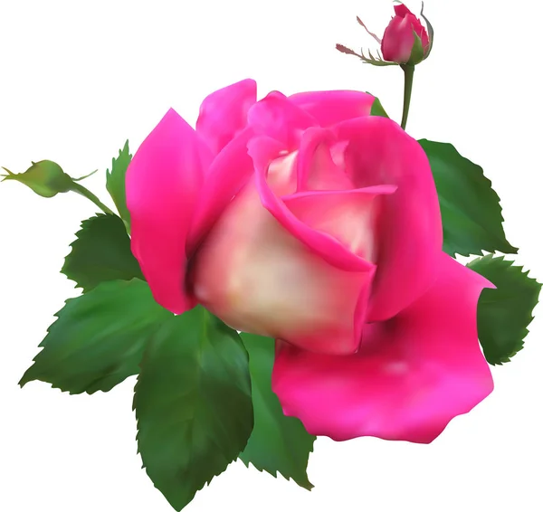Απομονωμένο ροζ τριαντάφυλλο και δύο μπουμπούκια — Διανυσματικό Αρχείο