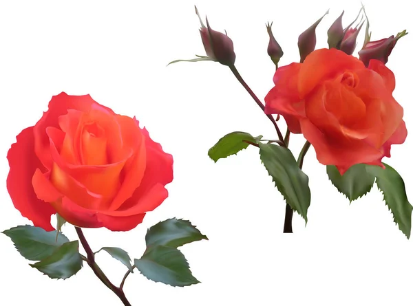 Due fiori di rosa arancio brillante isolati — Vettoriale Stock