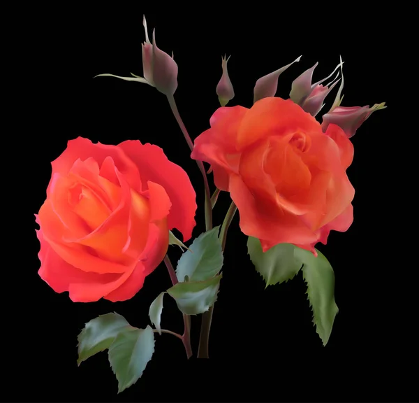 Deux fleurs roses rouges isolées sur noir — Image vectorielle