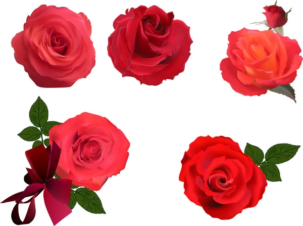 Five bright red rose blooms on white — Stock Vector