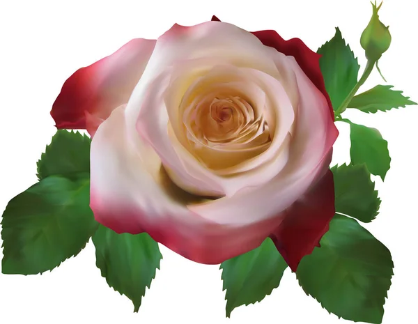 Laight και σκούρο απομονωμένο λουλούδι ενός τριαντάφυλλου — Διανυσματικό Αρχείο