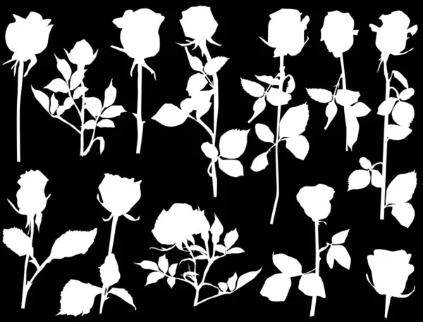 Douze roses blanches isolées — Image vectorielle