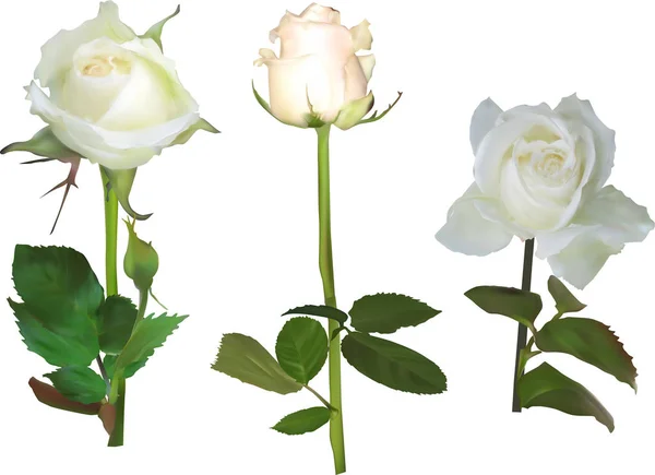 Set van drie geïsoleerde rozenbloemen — Stockvector