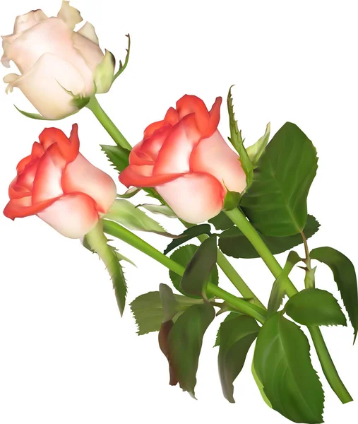 Kilka z trzech odizolowanych róż światła — Wektor stockowy