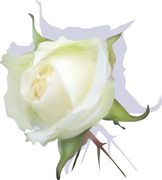 Rosa bianca isolata fioritura con ombra — Vettoriale Stock