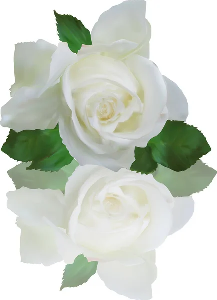 Rosa bianca isolata con foglie verdi e riflesso — Vettoriale Stock