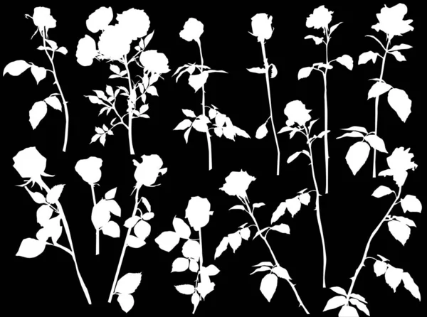 Treize roses blanches isolées — Image vectorielle