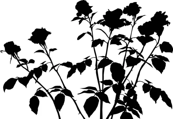 Sept roses noires bouquet silhouette isolé sur blanc — Image vectorielle