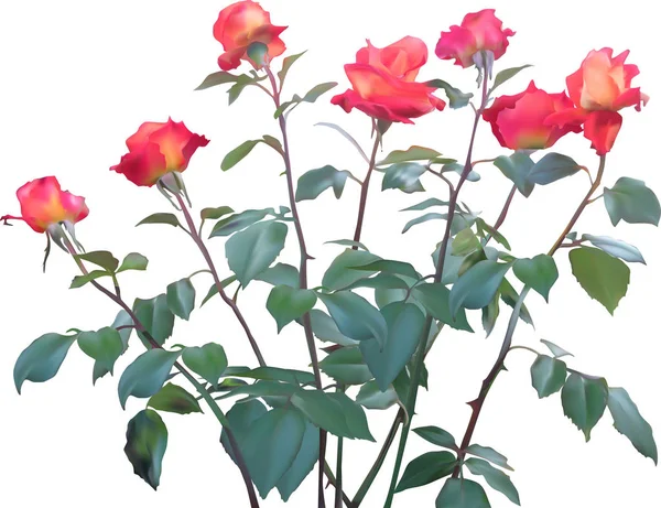 Ros buske med sju blommor på vit — Stock vektor