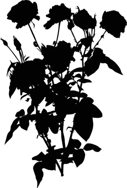 黑色玫瑰花灌木隔离在白色 — 图库矢量图片