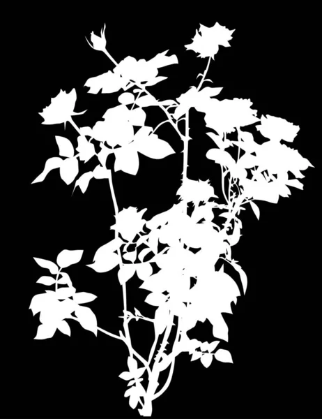 Aislado en rosa blanca negra flores arbusto — Vector de stock