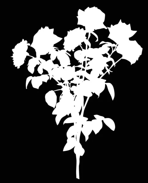 Witte rozenstruik met zes bloemen — Stockvector