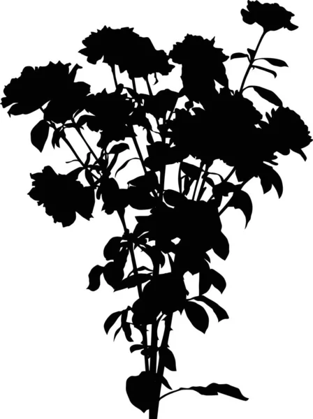 緑豊かな黒いバラの花の茂み — ストックベクタ