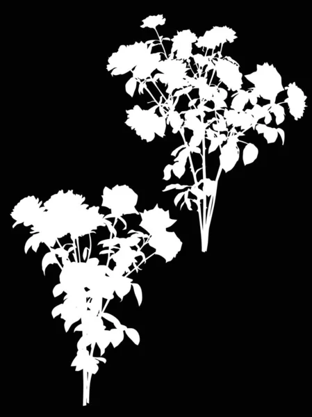 Dos exuberantes rosas blancas arbustos en negro — Vector de stock