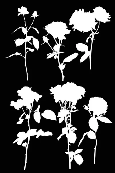 Šest bílých růží izolovaných květin — Stockový vektor