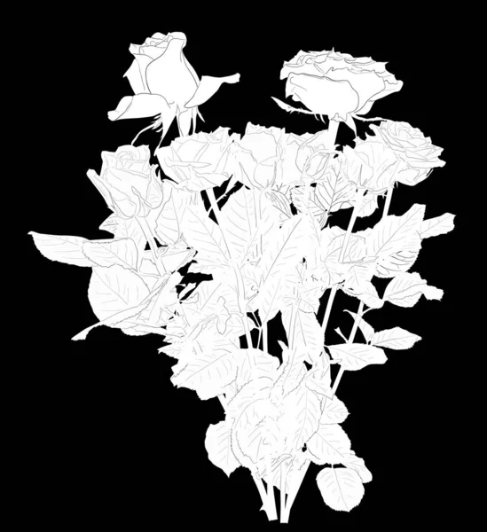 Белый цветок розы большой букет изолирован на черный — стоковый вектор