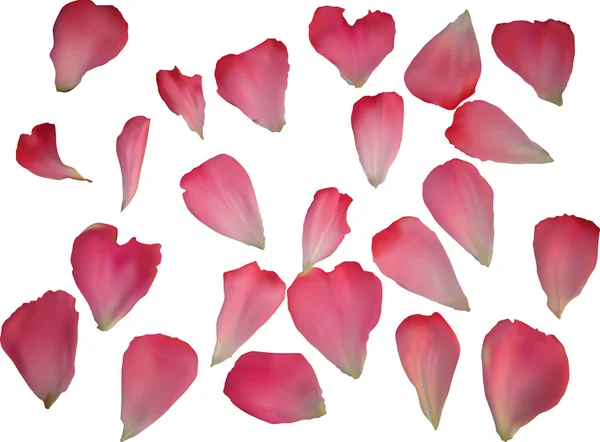 흰색으로 분리 된 짙은 분홍빛 장미 꽃잎 — 스톡 벡터