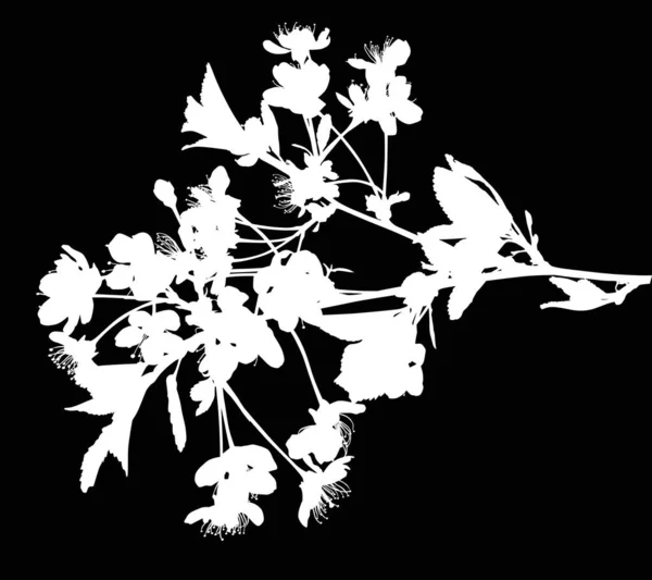 Lente enkele witte tak van kersenbloemen silhouet — Stockvector
