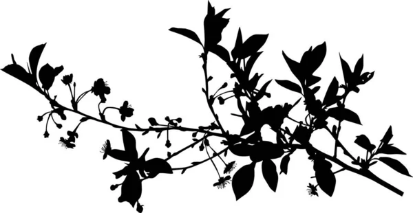 Pohon ceri mengisolasi siluet hitam cabang musim semi - Stok Vektor